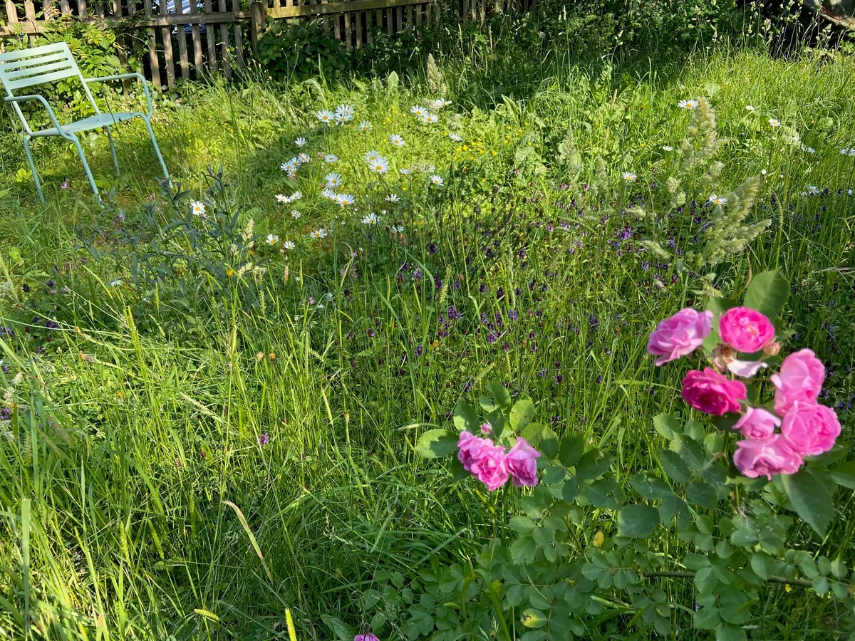 Eine blühende ungemähte Blumenwiese in einem Privatgarten in Uster.
